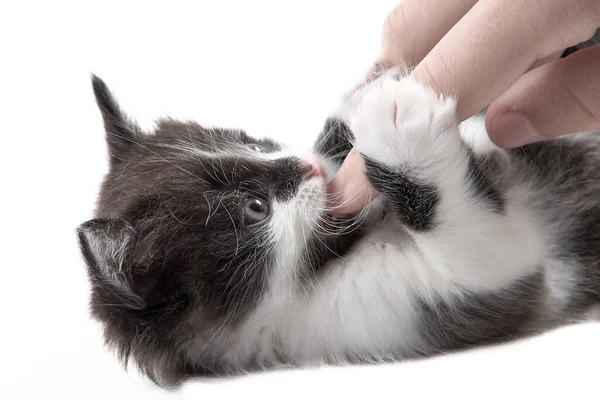 고양이는 주인의 가지고 놀이를 손가락을 부드럽게 갉아먹는다 남자가 손으로 고양이를 — 스톡 사진