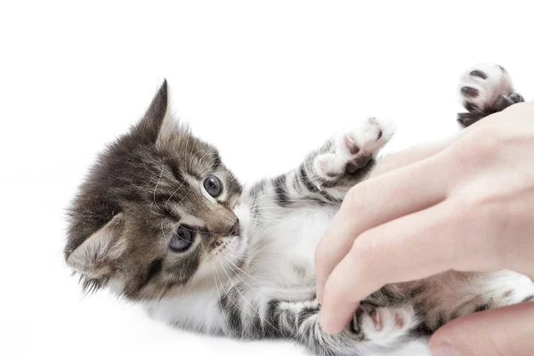 一只小猫咪轻轻地 辛辣地玩弄主人的手 一个男人用手爱抚一只小猫咪 一个男人和小猫一起玩 — 图库照片
