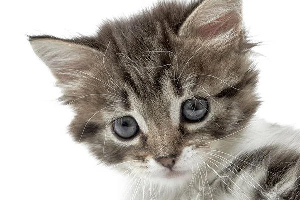 这只可爱的 毛茸茸的 顽皮的 蓝眼睛的小猫的脸在白色背景下的特写 — 图库照片