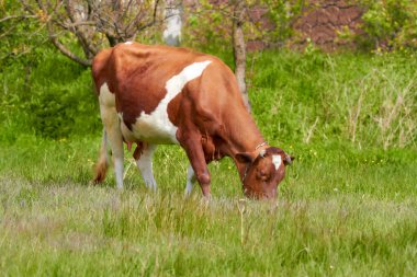 Güneşli bir günde çayırda otlayan kırmızı ve beyaz inek tasmalı, çiftlik hayvanları.
