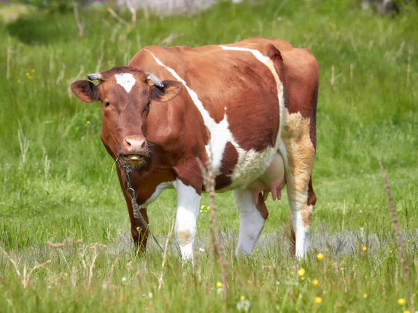 Vaca Vermelha Branca Pastando Prado Dia Ensolarado Amarrado Uma Coleira — Fotografia de Stock