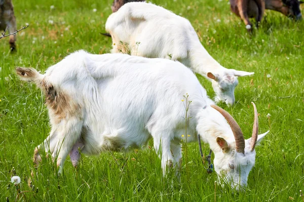 Deux Chèvres Domestiques Blanches Paissent Dans Une Prairie Par Une — Photo