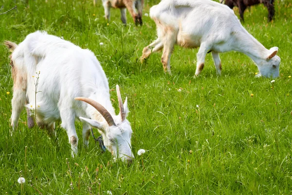 Deux Chèvres Domestiques Blanches Paissent Dans Une Prairie Par Une — Photo