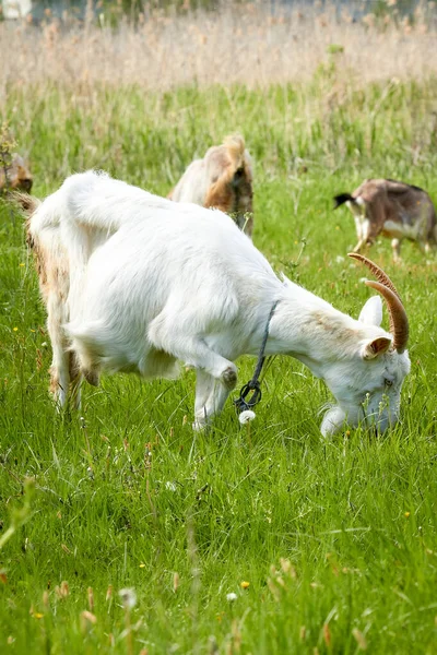 Une Chèvre Blanche Paître Dans Une Prairie Par Une Journée — Photo