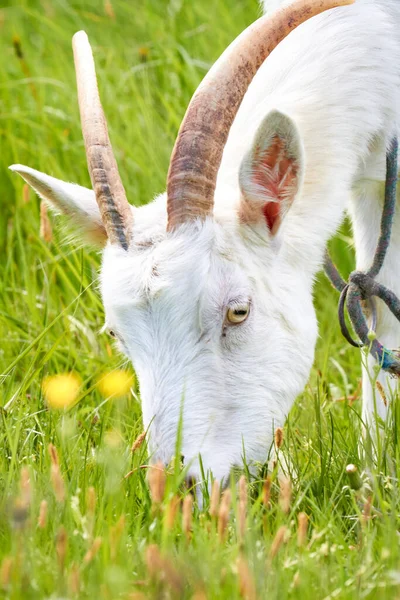 Une Chèvre Blanche Broute Dans Une Prairie Par Une Journée — Photo