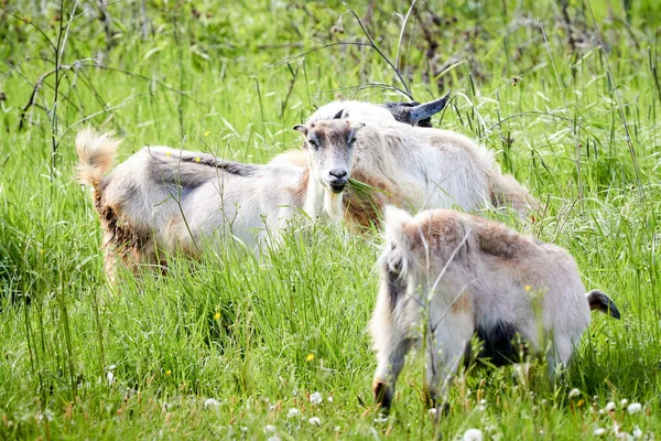 Jeunes Chèvres Paissant Dans Une Prairie Par Une Journée Ensoleillée — Photo