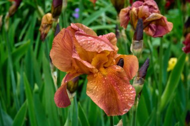 Henüz çiçek açmamış tomurcuklarla çevrili, yapraklarında su damlacıkları olan kaymak gibi pembe bir iris çiçeği..
