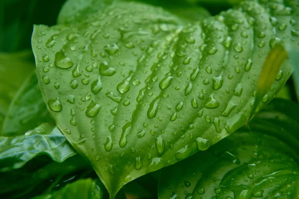 雨の後に大きな緑の葉に雨が降る — ストック写真
