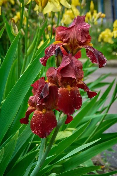 A burgundy iris flower with water droplets on the petals, with yellow iris flowers visible in the background.