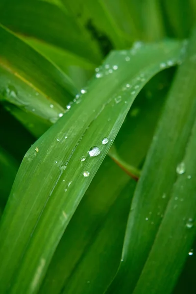 Waterdruppels Groene Bladeren Regen Van Dichtbij — Stockfoto