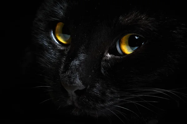 黄色い目をした黒い猫の顔 クローズアップ — ストック写真