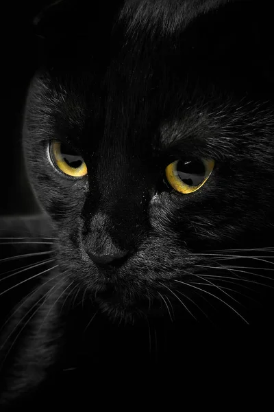 Czarny Kot Kaganiec Żółtymi Oczami Zbliżenie Ujęcie Pionowe Unoszący Się — Zdjęcie stockowe