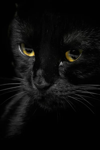 Gato Preto Focinho Com Olhos Amarelos Close Tiro Vertical Foco — Fotografia de Stock