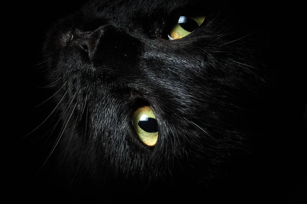 Bozal Gato Negro Acostado Lado Con Ojos Amarillos Primer Plano —  Fotos de Stock