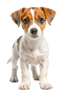 Beyaz arka planda Jack Russell Terrier köpeği. AI, Generation, Illustration