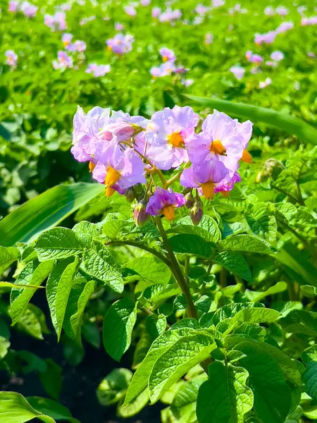 Patates çiçekleri parlak güneş ışığı altında çiçek açıyor. Narin mor yapraklar, yemyeşil yapraklar arasında sarı mantarlar..