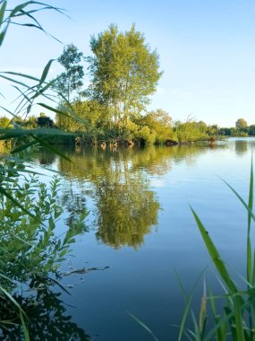 Berrak bir göl, ormanlık kıyı şeridi ve mavi gökyüzü ile sakin bir yaz manzarası. Doğa, rahatlama ve çevre temalı kavramlar için mükemmel.