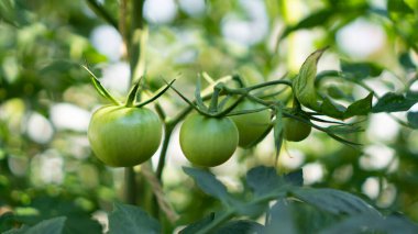 Arka plan olarak yeşil domatesler. Bir sürü organik domates. Bahçede taze domates.
