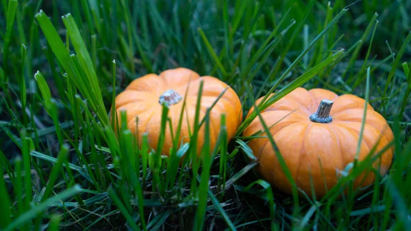 Gyömbértök Tetején Narancs Díszítő Tök Zöld Mezőn Gyönyörű Tök Hálaadás — Stock Fotó