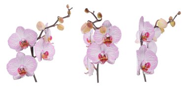 Beyaz arkaplanda izole edilmiş bir orkide. 3d oluşturma