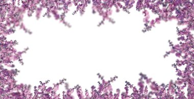 cherry blossom Sakura on white background. 3d rendering