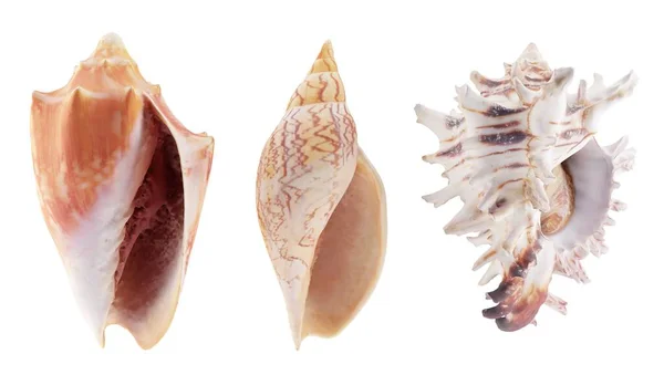 夏の背景の装飾のための貝殻のセット — ストック写真