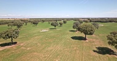 İspanya kırsalında tahıl tarlaları