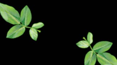 draw unique red rose flower decorate with green leaf on black screen background