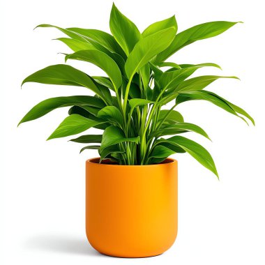 Lush green plant in a vibrant orange pot, white isolate background. Perfect for adding a touch of nature and color to any space. clipart