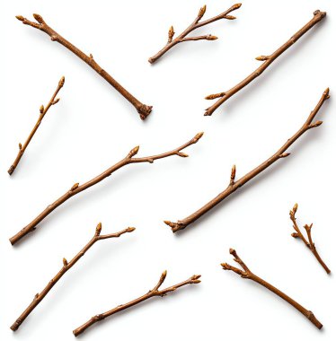 Twig assortment with buds isolated on a white background, showcasing natural growth and texture. clipart