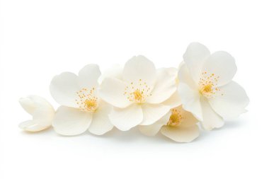 Elegant white jasmine flowers against a pristine background, showcasing their delicate petals and serene beauty. Perfect for nature lovers. clipart