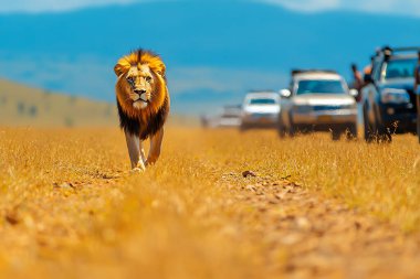 A majestic lion strolls confidently down a dirt path in the savannah, surrounded by safari vehicles. The vibrant landscape highlights the beauty of wildlife in its natural habitat. clipart