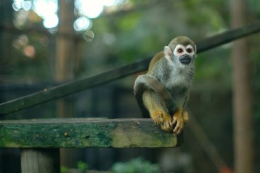 Squirrell Monkey perched on a wooden structure, colombia. High quality photo clipart