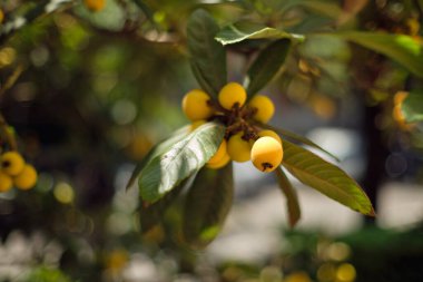 Ağaçta bulanık arkaplanı olan Medlar meyvesi. Yüksek kalite fotoğraf