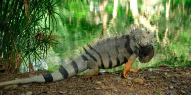 Kolombiya 'daki Medellin Botanik Bahçeleri' nde bir gölün yanında duran yeşil iguana. Yüksek kalite fotoğraf