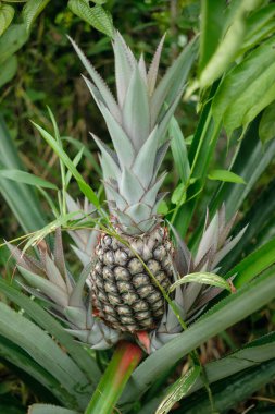 Büyürken küçük ananas meyveleri. Yüksek kalite fotoğraf