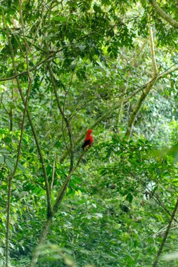 Jardin, Kolombiya 'dan Red Gallito de Roca. Yüksek kalite fotoğraf