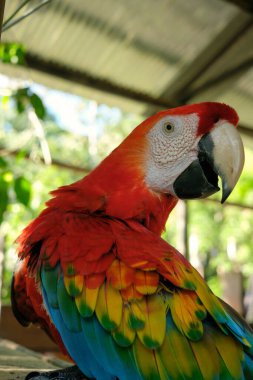 Renkli bir papağan ağaçta dinleniyor.