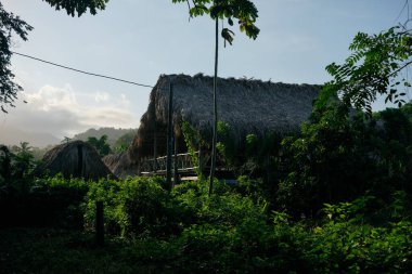 Amazon ormanındaki geleneksel Maloca evi. Yüksek kalite fotoğraf