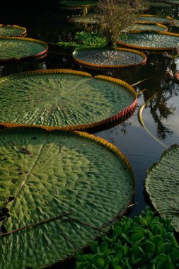 Victoria Santander Park, Leticia, Kolombiya 'dan ayrılıyor. Yüksek kalite fotoğraf