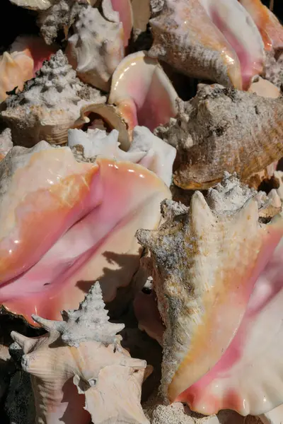 stock image sea conch shells at night. High quality photo