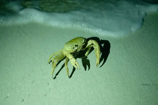 stock image Big crab running toward the sea on a carribean beach, Colombia. High quality photo