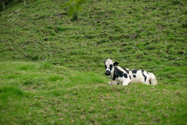 Kolombiya 'daki Cocora Vadisi' nde inekler kapanıyor. Yüksek kalite fotoğraf