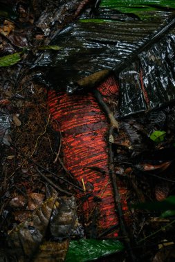 Islak Amazon yağmur ormanlarında kırmızı ağaç kabuğu kökleri ortaya çıkıyor. Yüksek kalite fotoğraf