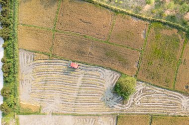 Combine harvester working in rice field in aerial view or top view. Agricultural farm, land and landscape at countryside in Chiang Mai of Thailand. To harvesting for food by machinery or equipment.