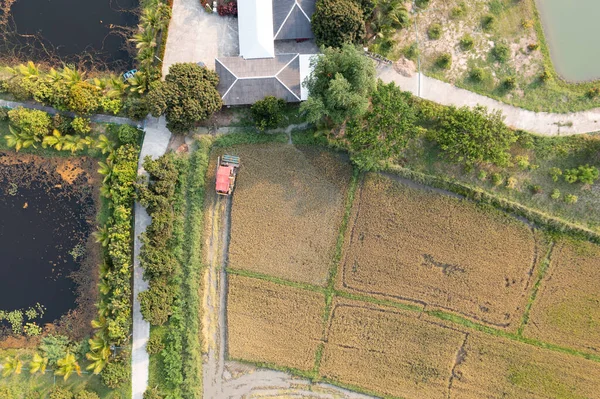 Combine Harvester Working Rice Field Aerial View Top View Agricultural — Stockfoto