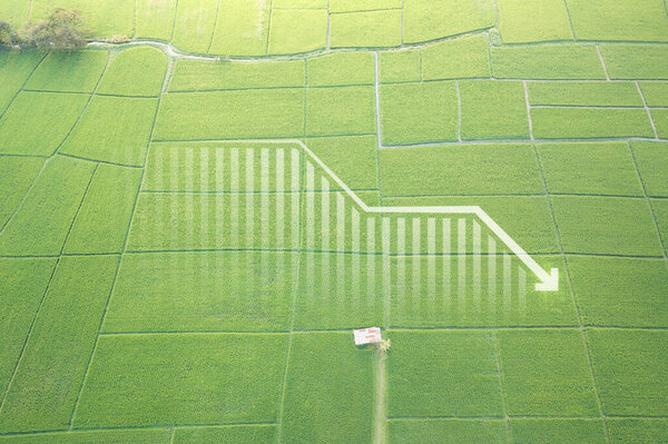 Земля, ландшафт или зеленое поле в воздушном виде. Включите столбчатую диаграмму или график, стрелку вниз. Недвижимость или имущество с понятием цены продажи, стоимости земли для декрета, снижения или отрицательной тенденции.