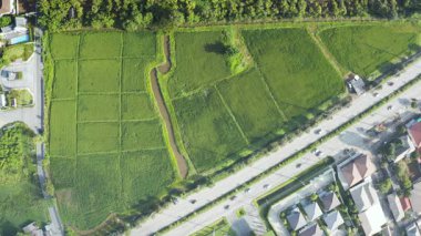 Hava manzaralı yeşil alan karası ya da manzarası. San Sai Distruct, Chiang Mai, Tayland 'da ekin, pirinç, çeltik desenli tarım çiftliği, tarım arazisi ya da tarla arazisi..