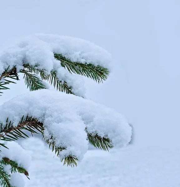 Tannenzweig Bedeckt Mit Schnee Als Hintergrund Kiefernzweige Frost Weihnachten Minimalkonzept — Stockfoto