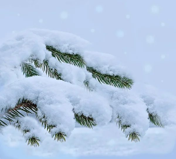 Tannenzweig Bedeckt Mit Schnee Als Hintergrund Kiefernzweige Frost Weihnachten Minimalkonzept — Stockfoto